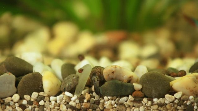 Macro shooting of the snail Melanoides tumcula, the mollusc eats the remains of the feed from the ground, moving apart the stones in the aquarium.