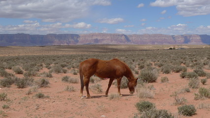 cavallo nella prateria