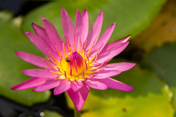 soft focus of lotus flower and soft color for background. The Lotus Flower. Background is the lotus leaf.