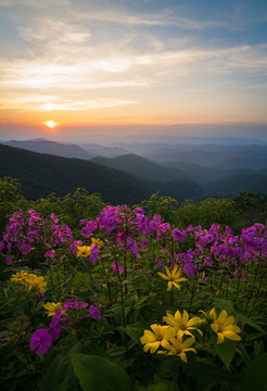 Wildflowers blooming in the Blue Ridge Mountains © Brian