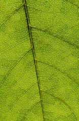 Naklejka na ściany i meble Green leaf texture, macro image