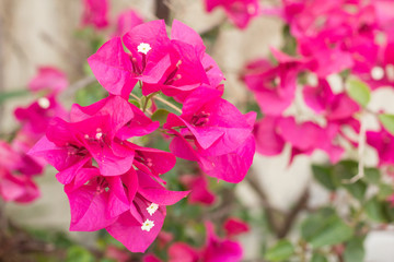 Pink Bougainvillea glabra Choisy flower with leaves Beautiful Paper Flower vintage in the garden ,grass background blurry,Asian flowers