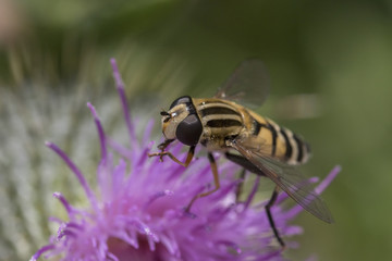 Marmalade Hoverfly