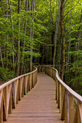 Cantabria - Bosque de Hayas