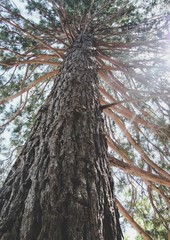 One thousand years tree