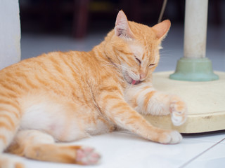 Ginger Cat Licking Its Hand