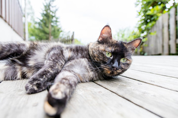 Portrait of playful cat laying on wooden decking