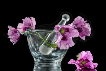 Opium purple Poppy in glass mortar for herbal medicine