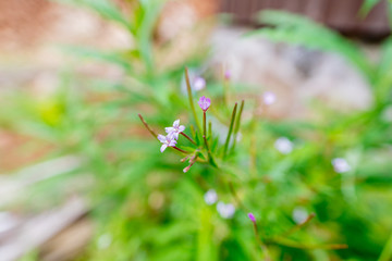 Closeup of tiny purple flower