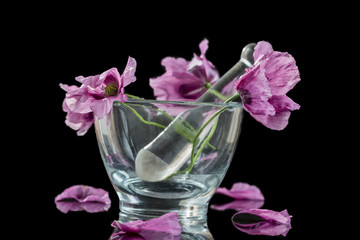 Opium purple Poppy in glass mortar for herbal medicine