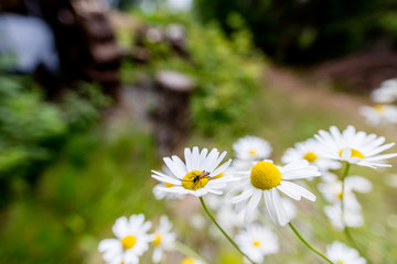 Closeup of insect perching on daisy flower