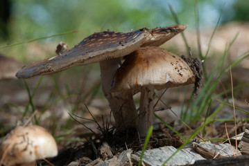 mushroom - 165815304