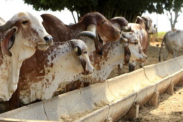 Fazenda de gado