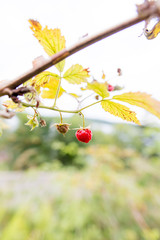 Closeup of wild raspberry