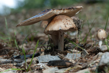mushroom - 165815314