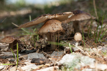 mushroom - 165815329