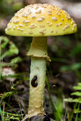 mushroom - 165815344