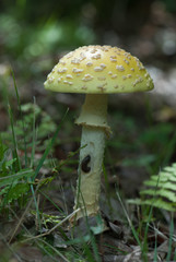 mushroom - 165815360