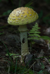 mushroom - 165815374
