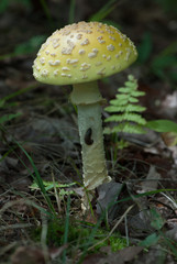 mushroom - 165815391