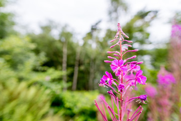 Closeup of pink flower