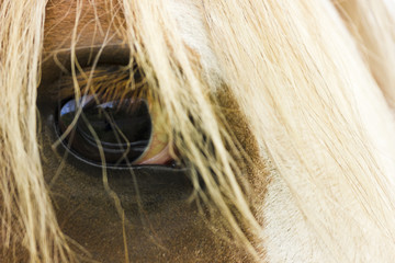 Portrait of a chesnut-coloured wild horse eyeball