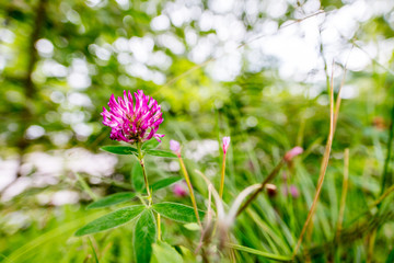 Closeup of pink flower