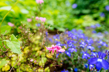 Closeup of pink flower