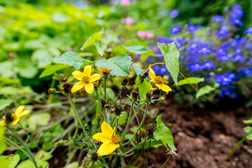 Closeup of yellow flower