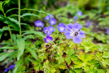 Closeup of bumblebee on violet flower