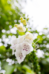 Closeup of white flower