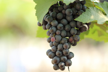 Grape for wine making