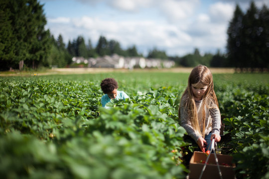 Two girls in field, picking fresh strawberries