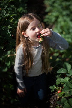 Young girl in field, eating freshly picked strawberries
