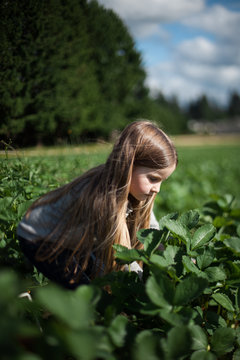 Young girl in field, picking strawberries