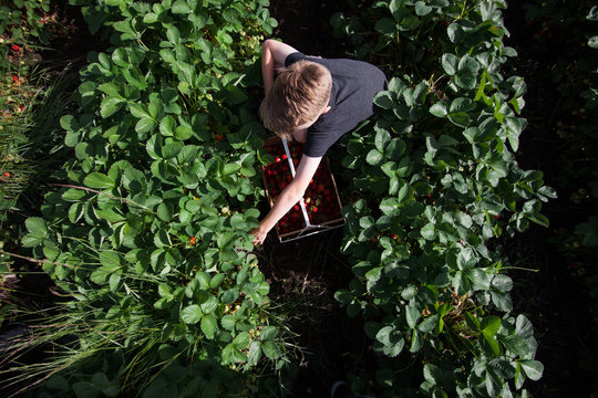 Young boy in field, picking strawberries, overhead view