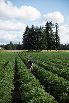 Young boy in field, picking strawberries