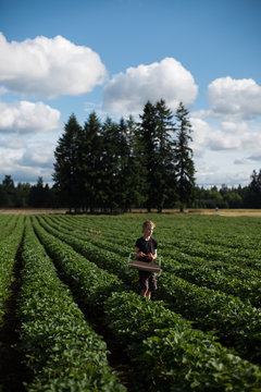 Young boy in field, carrying basket for strawberries