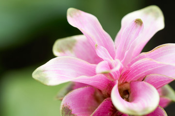 Siam tulip flowers(Curcuma  aeruqinosa Roxb.) pebble flowers in the field of flowers, which will bloom in the rainy season.