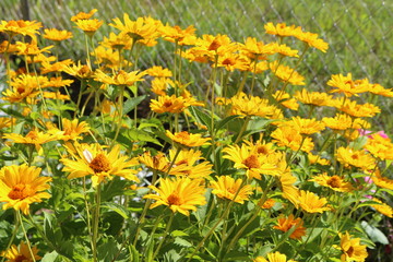 flower yellow flowers nature field