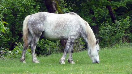 Obraz na płótnie Canvas Junges Pferd in den Karpaten in Rumänien
