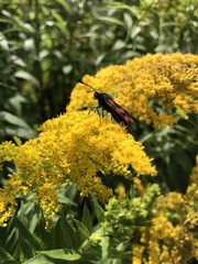 insect and yelloe flower