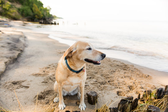 Dog sat on beach