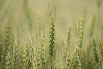 Matin Parcours les Grains de Seigle Maturation de la récolte