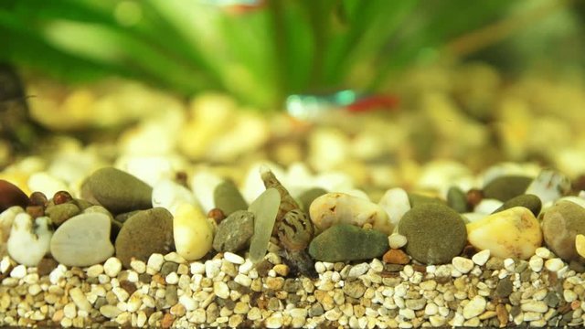 Macro shooting of the snail Melanoides tumcula, the mollusc eats the remains of the feed from the ground, next out of focus fish neons swim in the aquarium.