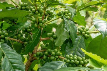 Many fresh coffee on the plant with green leaves.