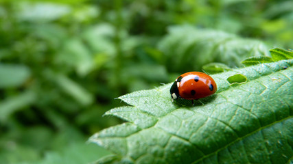 Marienkäfer auf einem Blatt in den Karpaten in Rumänien