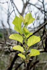 Mulberry's green leaves on branch