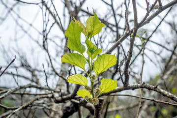Mulberry's green leaves on branch