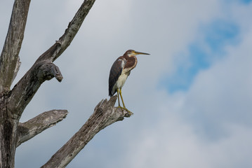 Tricolor Heron perched on a  tree limb